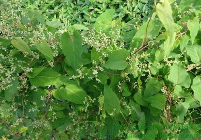 Hà thủ ô mọc tóc